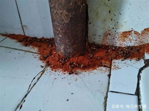 房屋牆壁裂痕 水有螞蟻